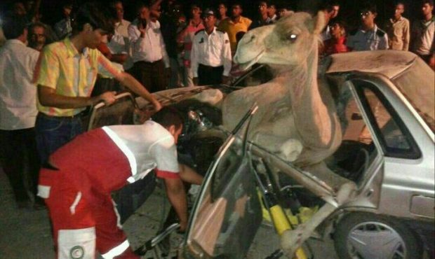 تصادف خودرو با شتر در شاهرود/ ۲ نفر جان باختند