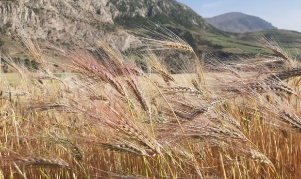 کاشت گندم در چهار هزار هکتار زمینهای زراعی شاهرود کاشت گندم در چهار هزار هکتار زمینهای زراعی شاهرود