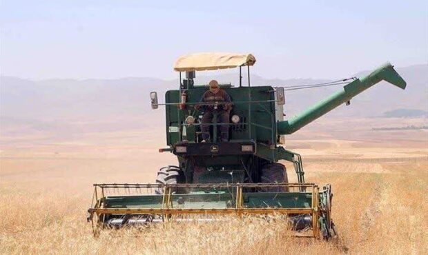 برداشت ۸ هزار تن محصول جو در شاهرود پیش بینی می‌شود