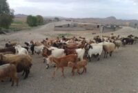 تامین ۱۷.۸ درصد گوشت دام سبک استان سمنان توسط بهره برداران شاهرودی