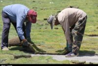 چمن ورزشگاه تختی شاهرود خشک شد