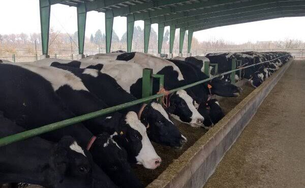 بررسی مشکلات دامداران شاهرود بررسی مشکلات دامداران شاهرود