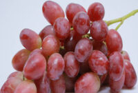 برداشت انگور سرخ فخری در شاهرود برداشت انگور سرخ فخری در شاهرود