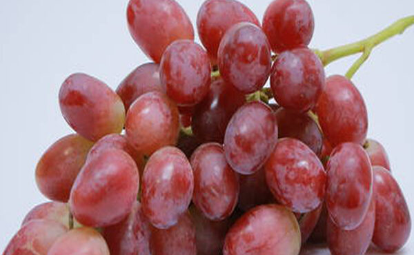 برداشت انگور سرخ فخری در شاهرود برداشت انگور سرخ فخری در شاهرود