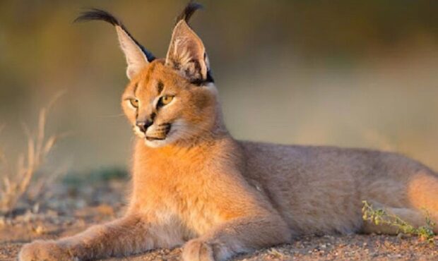 لحظه مشاهده یک قلاده کاراکال در پارک ملی توران لحظه مشاهده یک قلاده کاراکال در پارک ملی توران