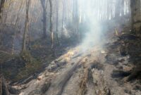 آتش سوزی گسترده در جنگل ابر شاهرود