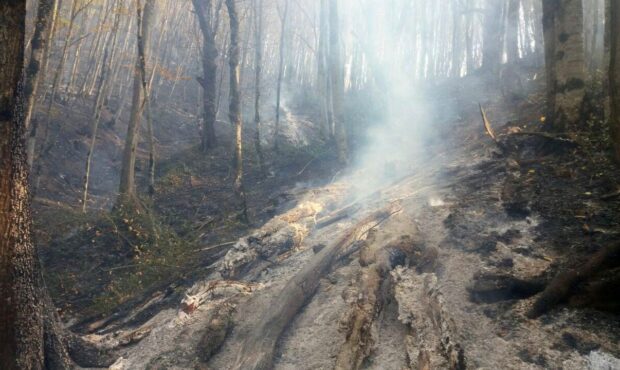 آتش سوزی گسترده در جنگل ابر شاهرود