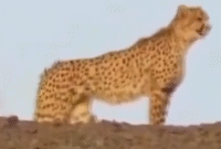 مشاهدۀ ۲ یوزپلنگ آسیایی در توران شاهرود