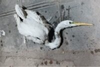 زنده گیری و نجات حواصیل ها در سمنان و شاهرود