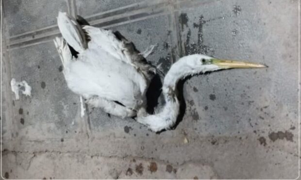 زنده گیری و نجات حواصیل ها در سمنان و شاهرود