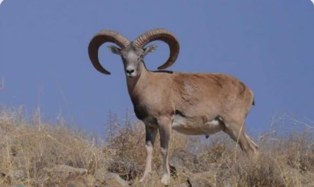 دستگیری شکارچیان غیرمجاز در زیستگاههای حیاتوحش شاهرود دستگیری شکارچیان غیرمجاز در زیستگاههای حیاتوحش شاهرود