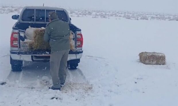 پخش علوفه برای نجات جان وحوش پارک ملی توران در سرمای شدید پخش علوفه برای نجات جان وحوش پارک ملی توران در سرمای شدید
