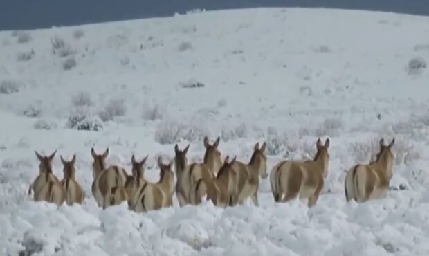 گورخرهای پارک ملی توران در یک روز برفی گورخرهای پارک ملی توران در یک روز برفی