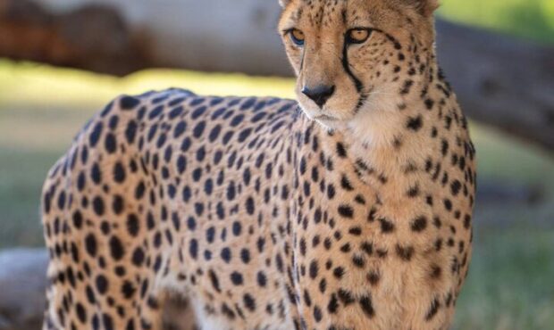 مشاهده یک قلاده یوزپلنگ در توران شاهرود مشاهده یک قلاده یوزپلنگ در توران شاهرود
