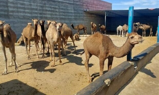استفاده بهینه از اقلیم خشک و مراتع فقیر استفاده بهینه از اقلیم خشک و مراتع فقیر