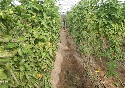 شاهرود در مسیر توسعه گلخانهای با تولید 4 هزار تن محصول شاهرود در مسیر توسعه گلخانهای با تولید 4 هزار تن محصول