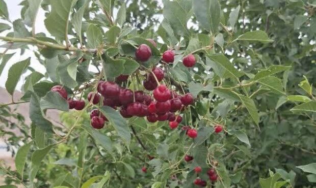 آغاز برداشت آلبالو از باغات شاهرود آغاز برداشت آلبالو از باغات شاهرود