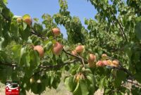 کاهش ۵۰ درصدی تولید زردآلو در شاهرود بر اثر سرمازدگی / بسطام قطب تولید با ۴۲۰۰ هکتار باغ بارور کاهش ۵۰ درصدی تولید زردآلو در شاهرود بر اثر سرمازدگی / بسطام قطب تولید با ۴۲۰۰ هکتار باغ بارور